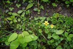 Viola biflora